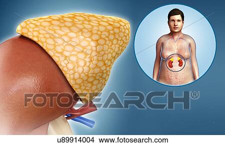 Picture - Female adrenal gland, illustration. Fotosearch