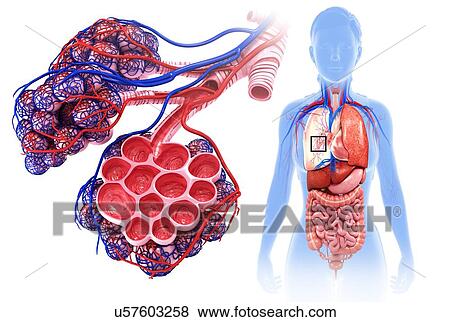 Female alveoli and capillaries, illustration View Large Photo Image Stock Photo - Female alveoli and capillaries, illustration. Fotosearch