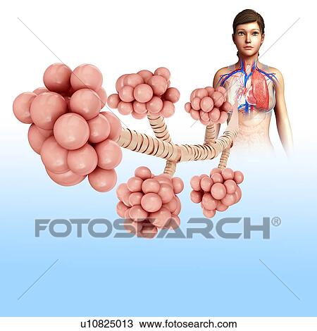 Stock Image - Female alveoli, illustration. Fotosearch