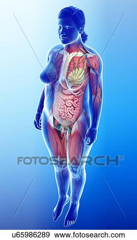 Female anatomy, illustration View Large Photo Image Stock Photo - Female anatomy, illustration. Fotosearch