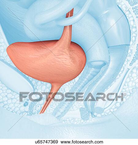 Stock Photo - Female bladder and urethra, illustration. Fotosearch
