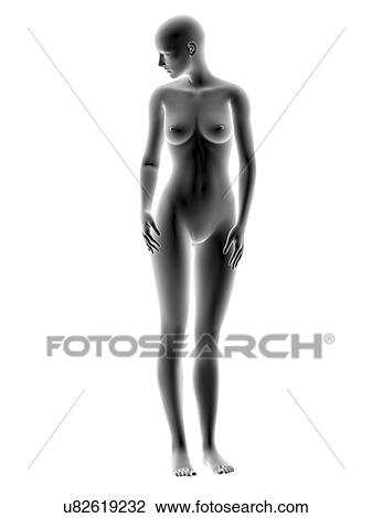 Stock Image - Female body, artwork. Fotosearch