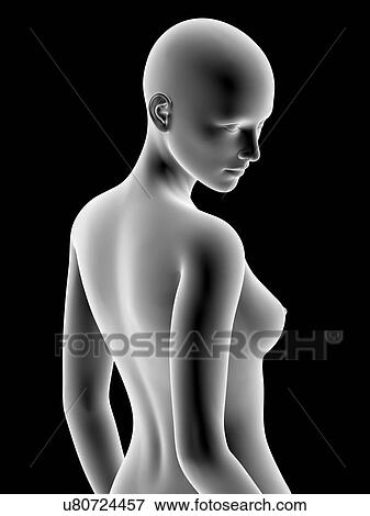 Stock Photo - Female body, artwork. Fotosearch