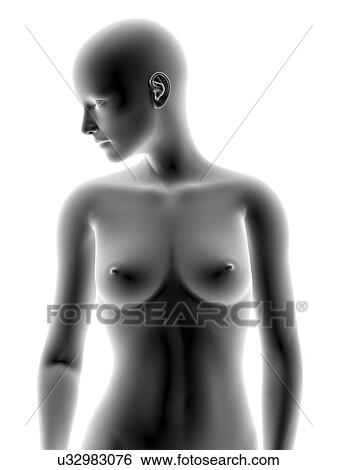 Female body, artwork View Large Photo Image Stock Photograph - Female body, artwork. Fotosearch