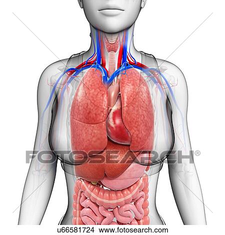 Picture - Female body organs, illustration. Fotosearch