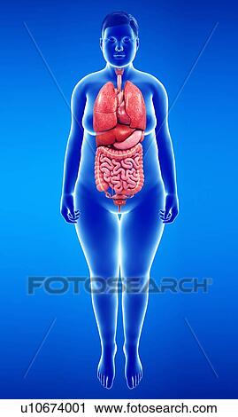 Stock Image - Female body organs, illustration. Fotosearch