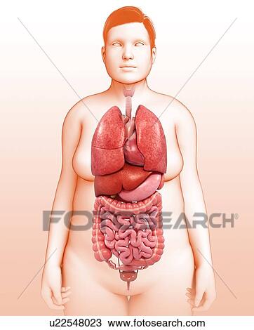 Stock Image - Female body organs, illustration. Fotosearch