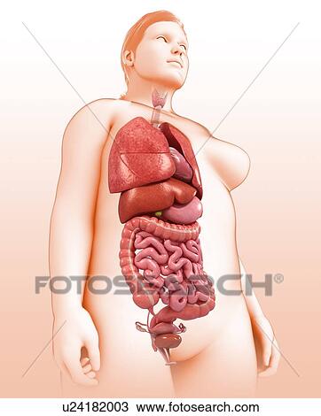 stock photo of female body organs illustration u24182003 search body organs diagram