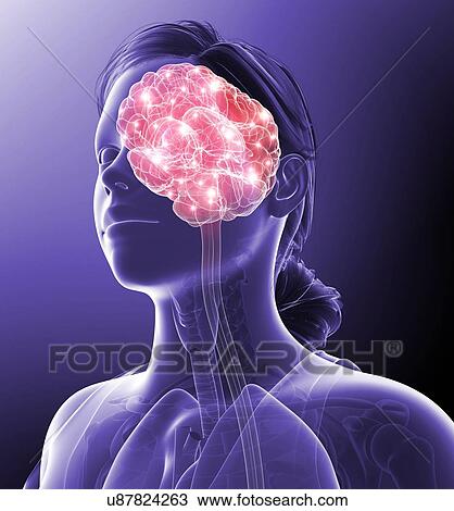 Stock Image - Female brain activity, illustration. Fotosearch