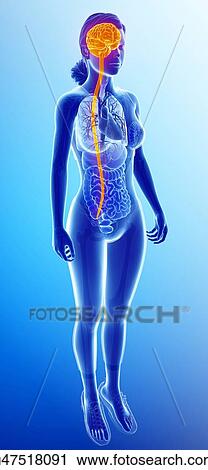 Stock Image - Female brain and spinal cord, illustration. Fotosearch