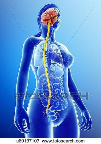 Stock Photo - Female brain and spinal cord, illustration. Fotosearch