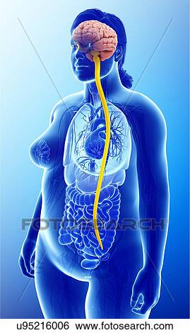 Stock Photograph - Female brain and spinal cord, illustration. Fotosearch