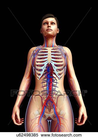 Female circulatory system, illustration View Large Photo Image Stock Photography - Female circulatory system, illustration. Fotosearch