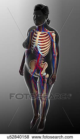 Female circulatory systems, illustration View Large Photo Image Stock Photo - Female circulatory systems, illustration. Fotosearch
