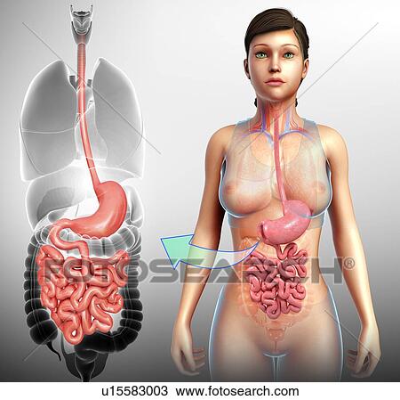 Female digestive system, illustration View Large Photo Image Stock Image - Female digestive system, illustration. Fotosearch