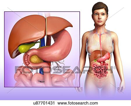 Female digestive system, illustration View Large Photo Image Stock Image - Female digestive system, illustration. Fotosearch
