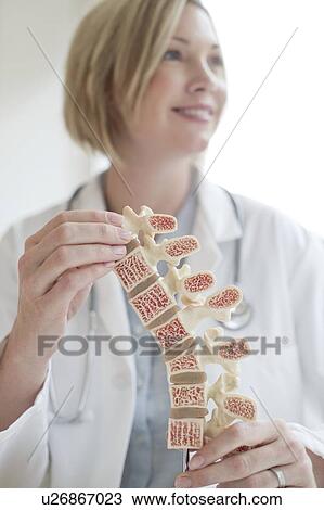 Stock Image - Female doctor holding anatomical model. Fotosearch
