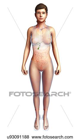 Stock Photo - Female gallbladder, illustration. Fotosearch
