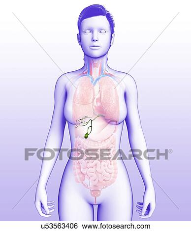 Stock Photograph - Female gallbladder, illustration. Fotosearch