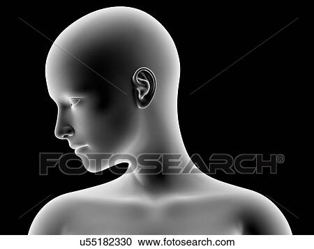 Female head and shoulders, artwork View Large Photo Image Stock Image - Female head and shoulders, artwork. Fotosearch