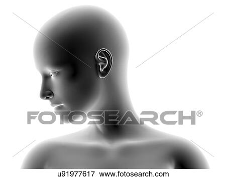 Female head and shoulders, artwork View Large Photo Image Stock Photo - Female head and shoulders, artwork. Fotosearch