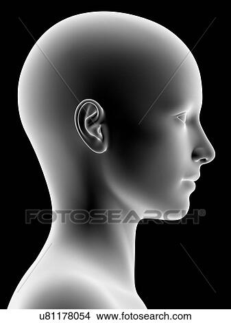 Picture - Female head, artwork. Fotosearch