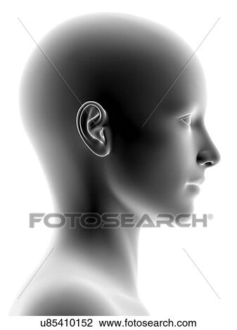 Female head, artwork View Large Photo Image Stock Image - Female head, artwork. Fotosearch
