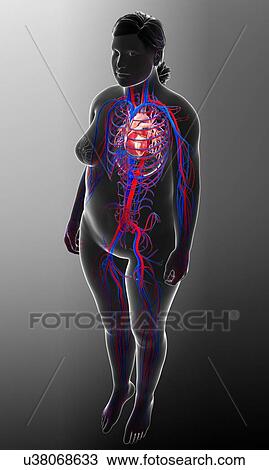 Female heart and circulatory system, illustration View Large Photo Image Stock Image - Female heart and circulatory system, illustration. Fotosearch