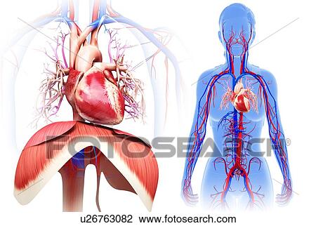 Female heart and diaphragm, illustration View Large Photo Image Stock Image - Female heart and diaphragm, illustration. Fotosearch