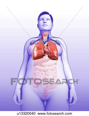 Stock Image - Female heart and lungs, illustration. Fotosearch