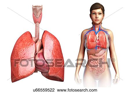 Stock Image - Female heart and lungs, illustration. Fotosearch
