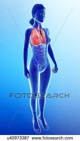 Stock Photo - Female heart and lungs, illustration. Fotosearch