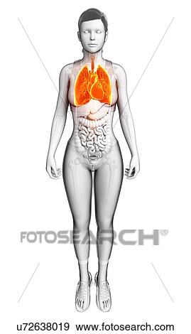 Stock Photo - Female heart and lungs, illustration. Fotosearch