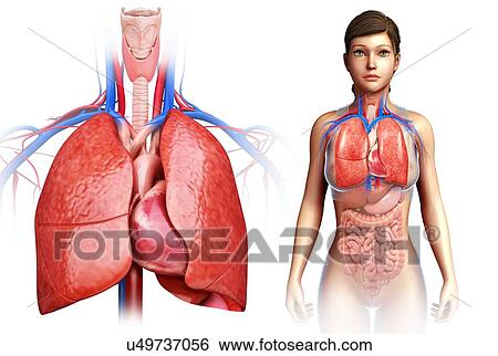 Stock Photograph - Female heart and lungs, illustration. Fotosearch