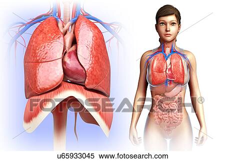 Stock Photography - Female heart and lungs, illustration. Fotosearch
