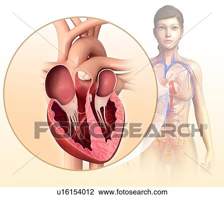 Stock Image - Female heart, illustration. Fotosearch
