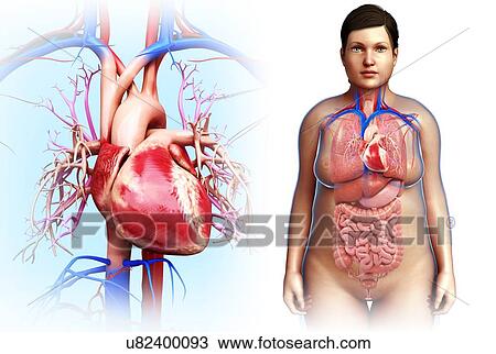 Stock Image - Female heart, illustration. Fotosearch