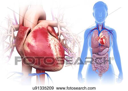 Stock Photo - Female heart, illustration. Fotosearch