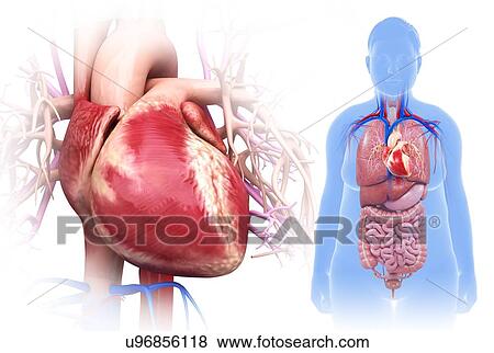 Stock Photo - Female heart, illustration. Fotosearch