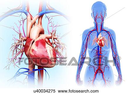 Stock Photography - Female heart, illustration. Fotosearch