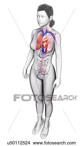 Picture - Female heart-lung system, illustration. Fotosearch