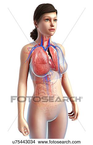 Picture - Female heart-lung system, illustration. Fotosearch