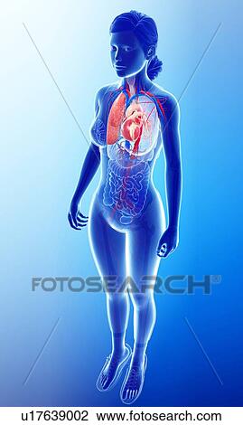 Stock Image - Female heart-lung system, illustration. Fotosearch