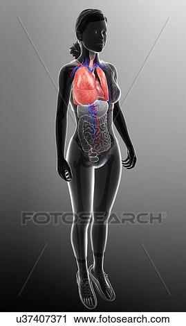 Stock Image - Female heart-lung system, illustration. Fotosearch