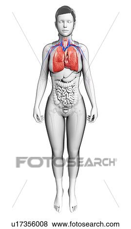 Female heart-lung system, illustration View Large Photo Image Stock Photo - Female heart-lung system, illustration. Fotosearch