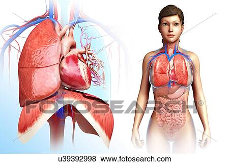 Stock Photo - Female heart-lung system, illustration. Fotosearch