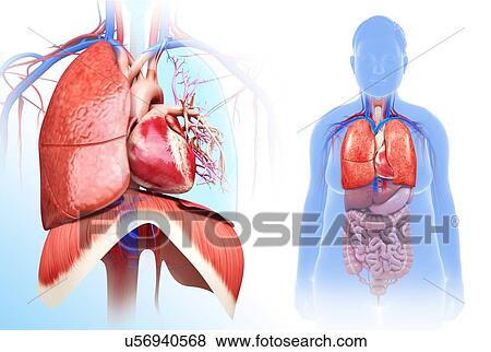 Stock Photo - Female heart-lung system, illustration. Fotosearch