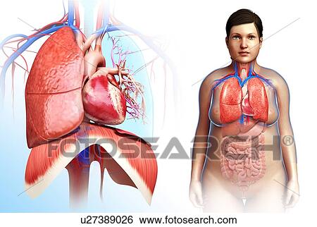 Stock Photograph - Female heart-lung system, illustration. Fotosearch