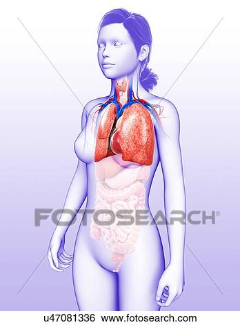Stock Photograph - Female heart-lung system, illustration. Fotosearch