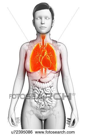 Stock Photograph - Female heart-lung system, illustration. Fotosearch